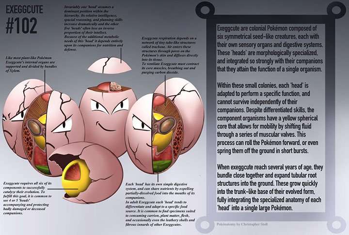 A Detailed Illustration Of Pokémon Anatomy